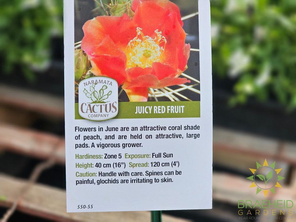 Persimmon Prickly Pear- NO SHIP