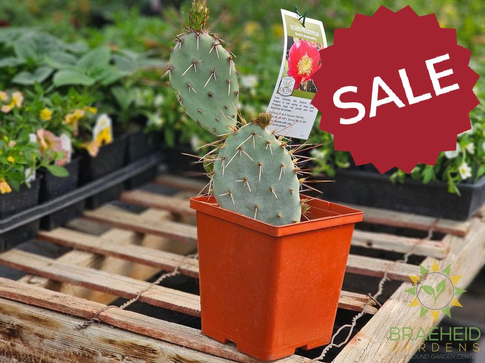 Desert Prickly Pear Red- NO SHIP