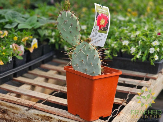 Desert Prickly Pear Red- NO SHIP