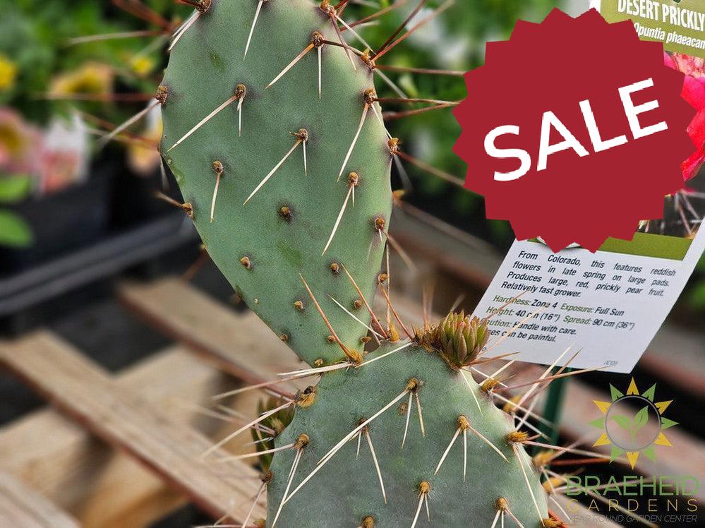 Desert Prickly Pear Red- NO SHIP