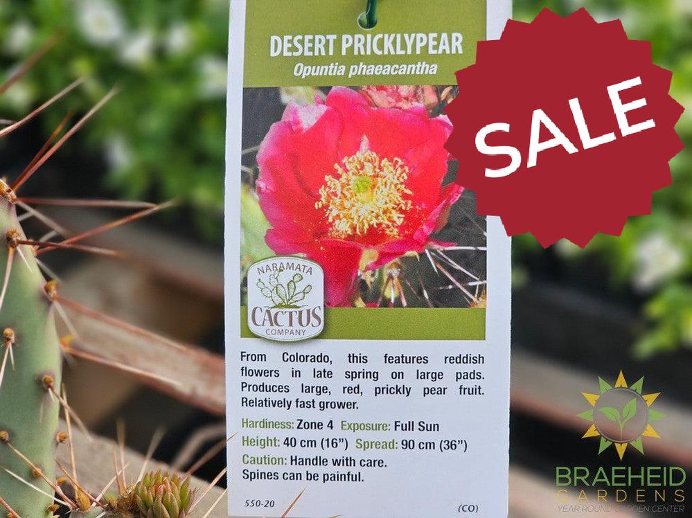 Desert Prickly Pear Red- NO SHIP