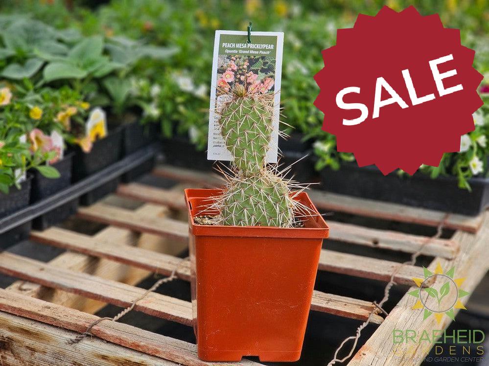 Peach Mesa Prickly Pear- NO SHIP