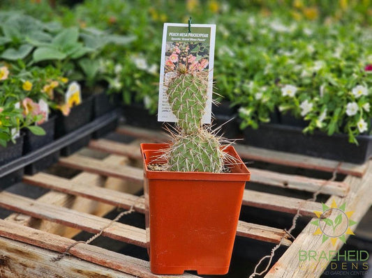 Peach Mesa Prickly Pear- NO SHIP