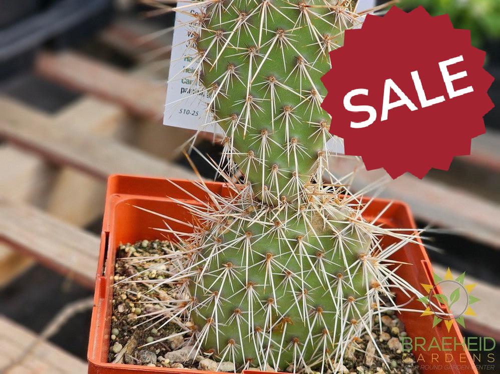 Peach Mesa Prickly Pear- NO SHIP