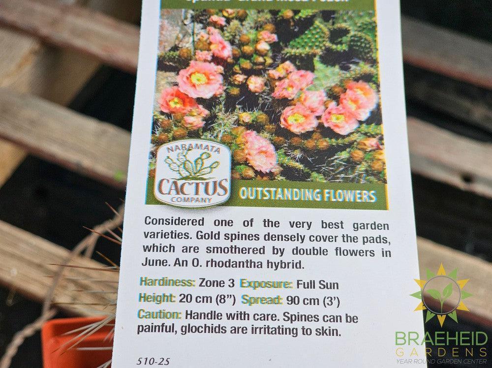 Peach Mesa Prickly Pear- NO SHIP