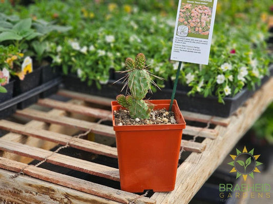 Peach Chiffon Prickly Pear - NO SHIP