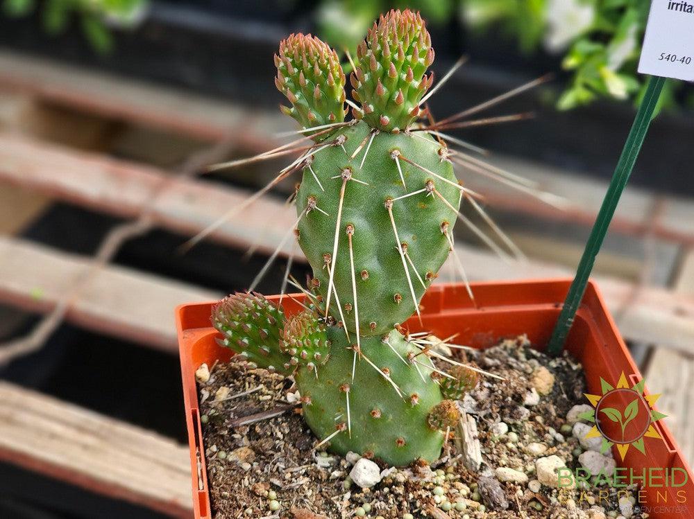 Peach Chiffon Prickly Pear - NO SHIP