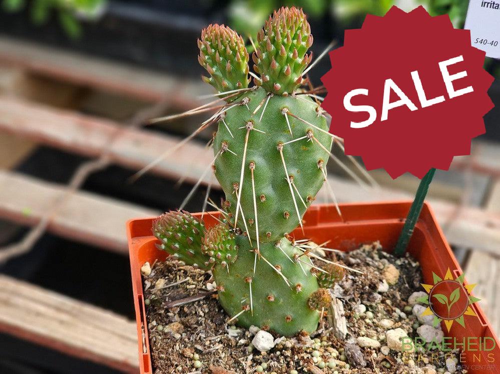 Peach Chiffon Prickly Pear - NO SHIP