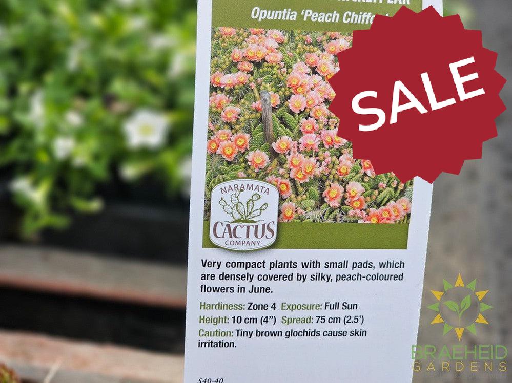 Peach Chiffon Prickly Pear - NO SHIP