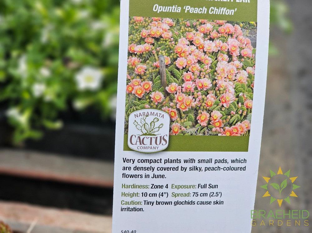 Peach Chiffon Prickly Pear - NO SHIP