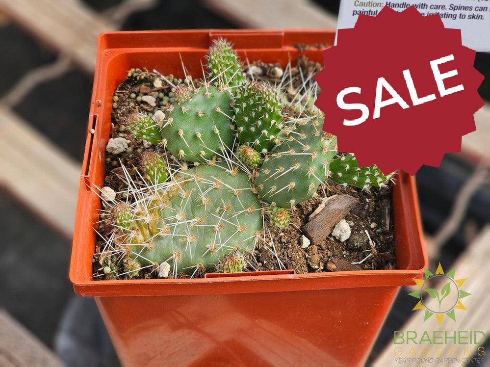 Red Gem Prickly Pear- NO SHIP