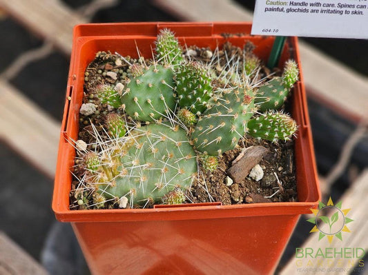 Red Gem Prickly Pear- NO SHIP