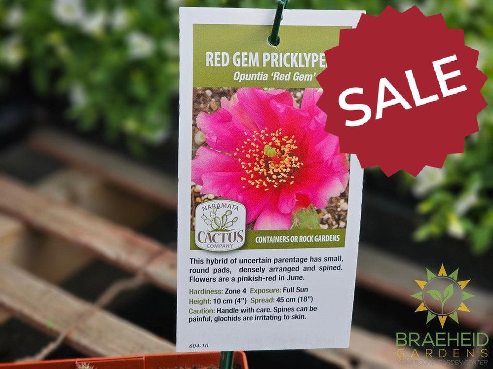 Red Gem Prickly Pear- NO SHIP