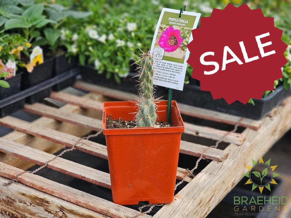 Purple Cholla - NO SHIP