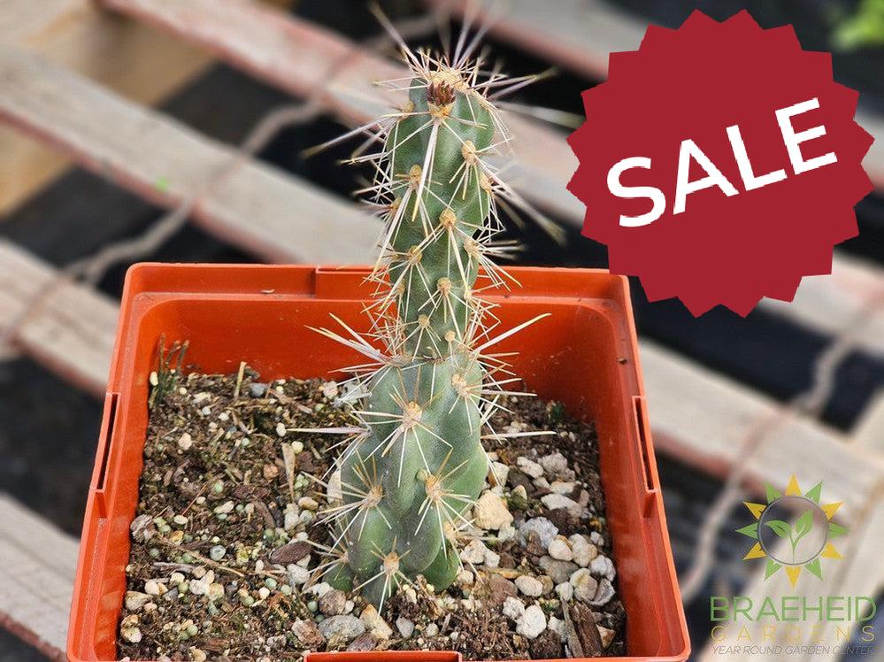 Purple Cholla - NO SHIP