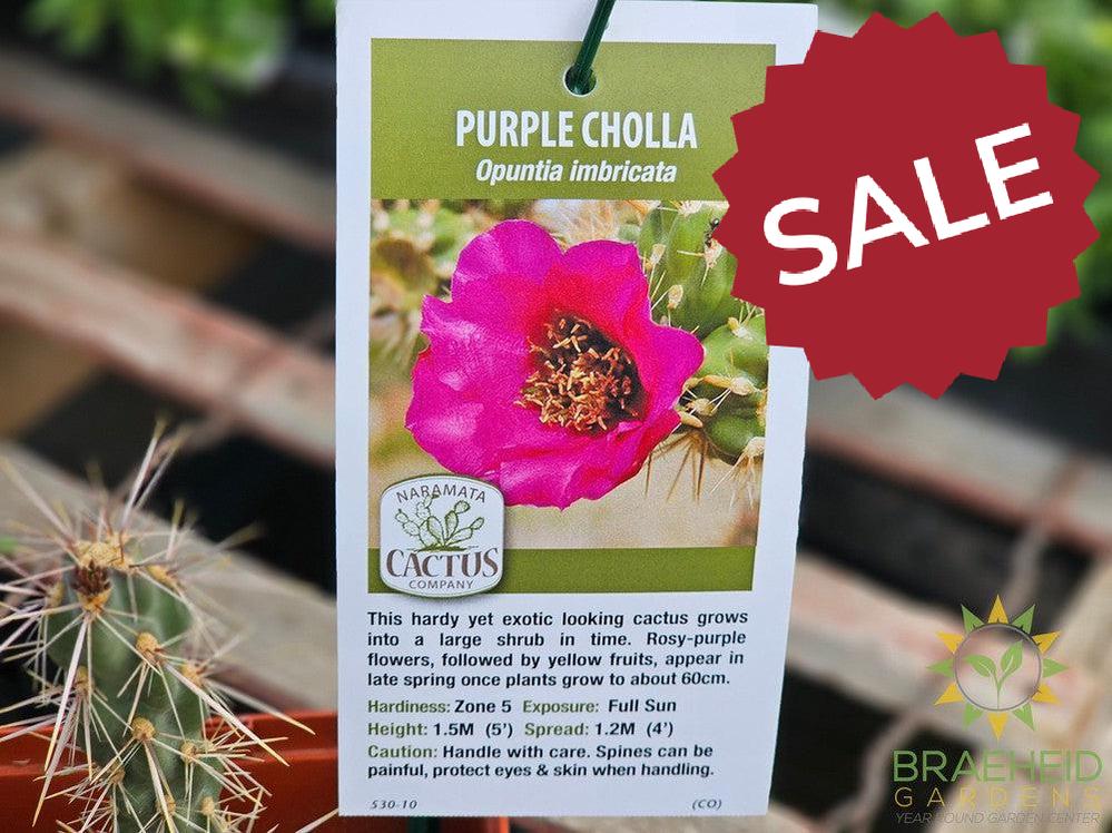 Purple Cholla - NO SHIP