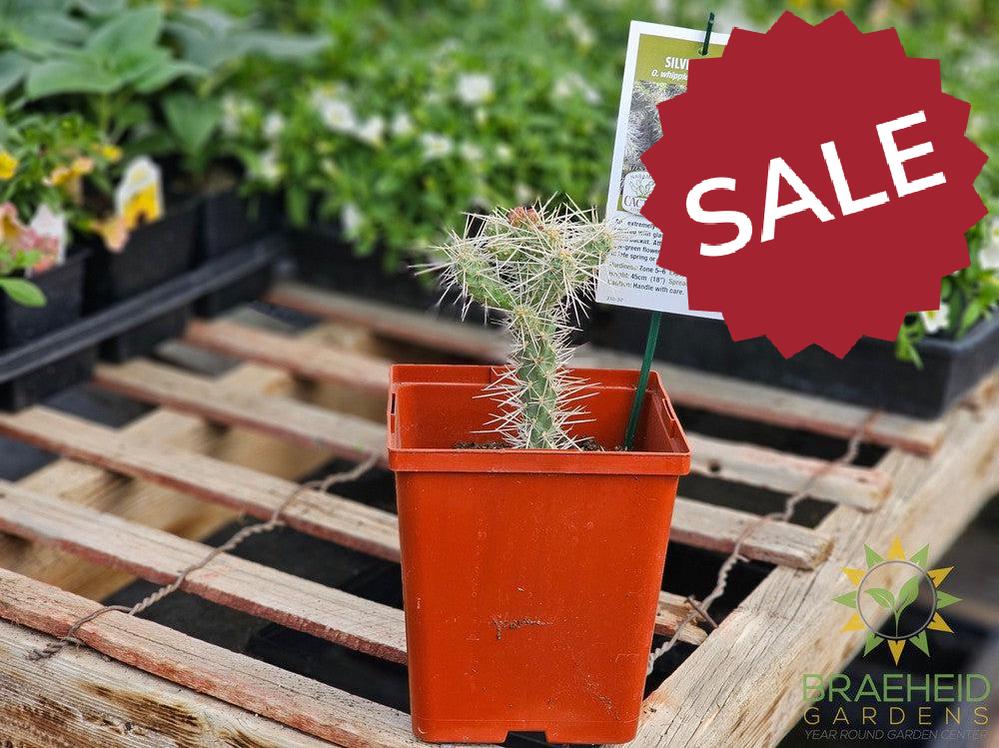 Silver Cholla- NO SHIP