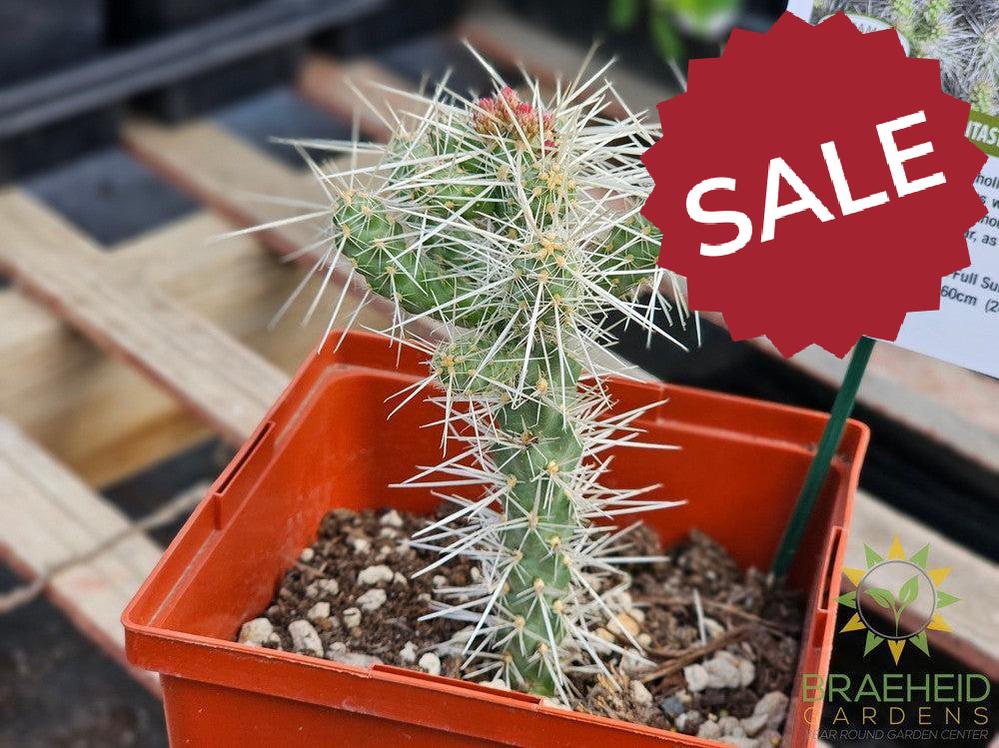 Silver Cholla- NO SHIP