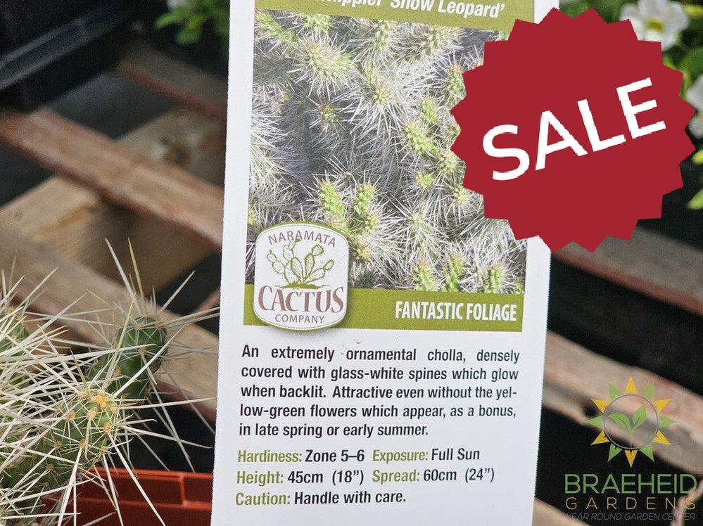 Silver Cholla- NO SHIP