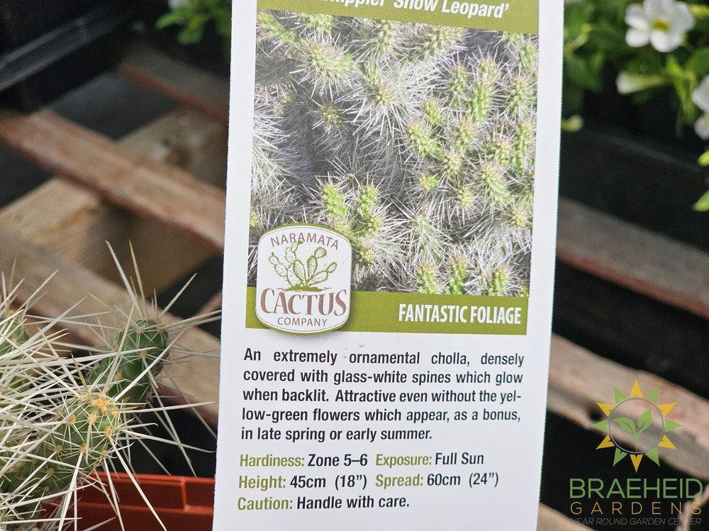 Silver Cholla- NO SHIP