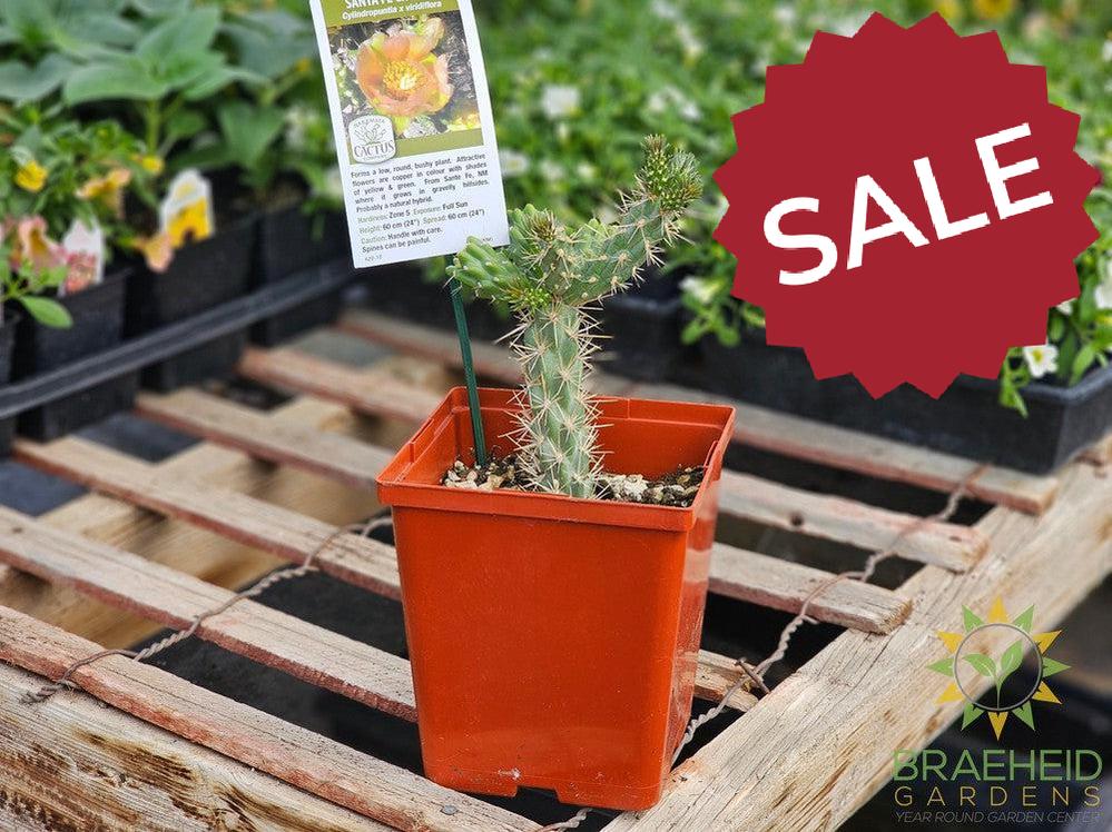 Santa Fe Cholla- NO SHIP