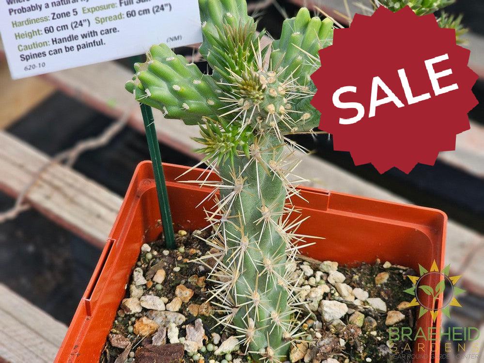 Santa Fe Cholla- NO SHIP