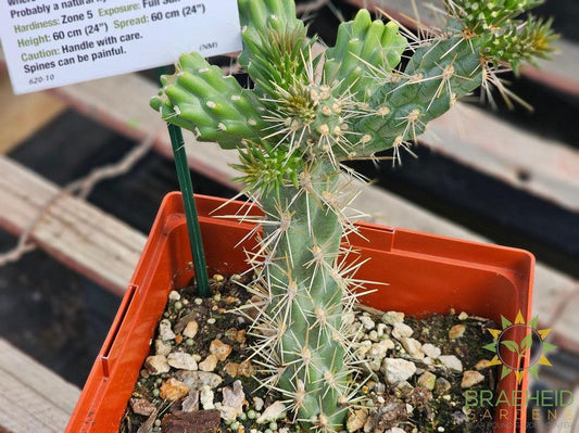 Santa Fe Cholla- NO SHIP