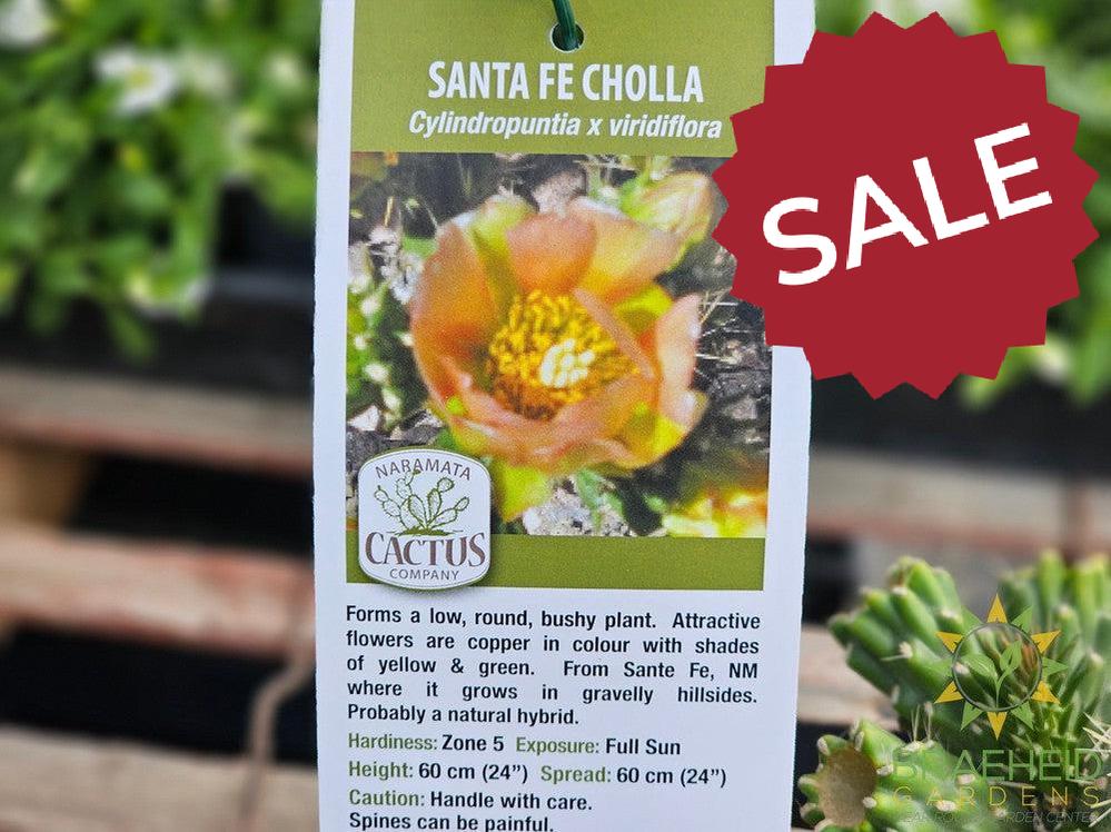 Santa Fe Cholla- NO SHIP