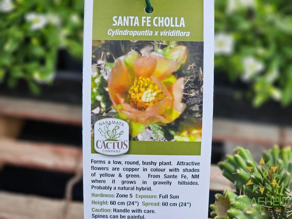 Santa Fe Cholla- NO SHIP