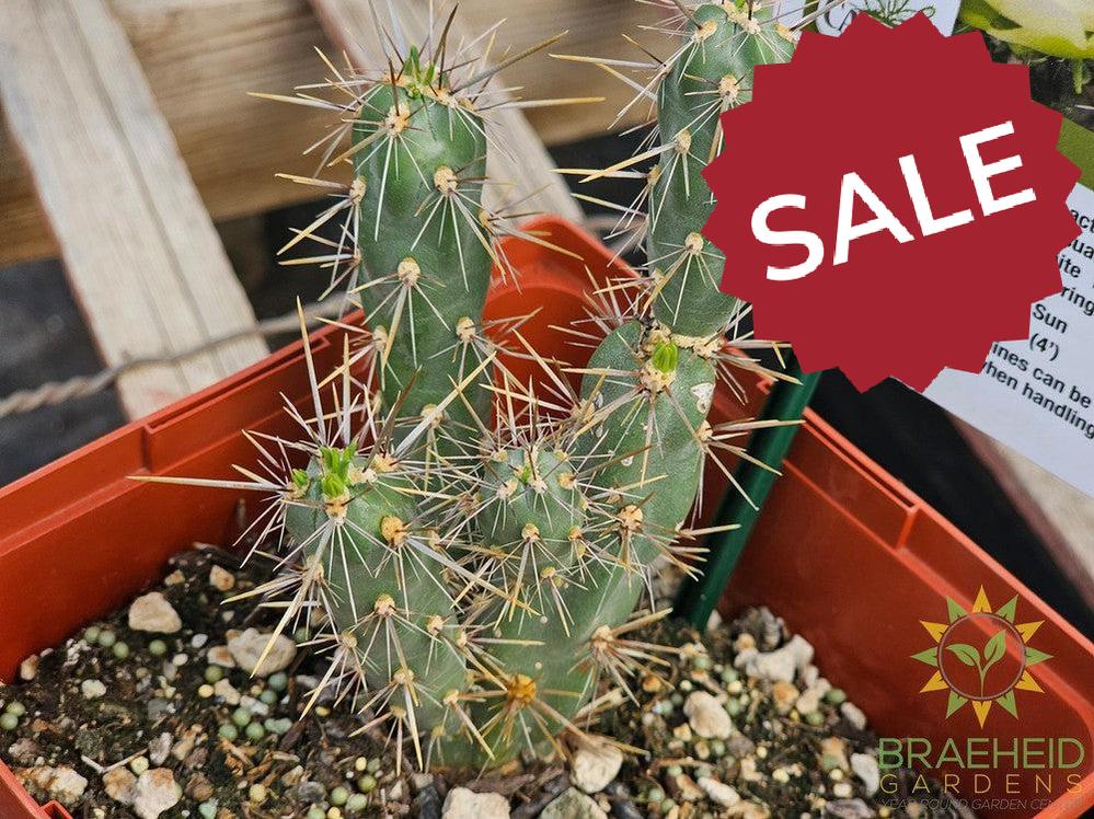 White Tower Cholla- NO SHIP