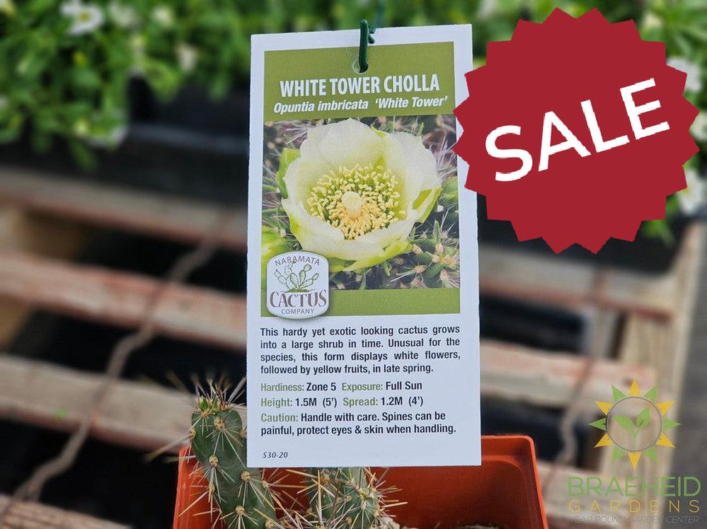 White Tower Cholla- NO SHIP