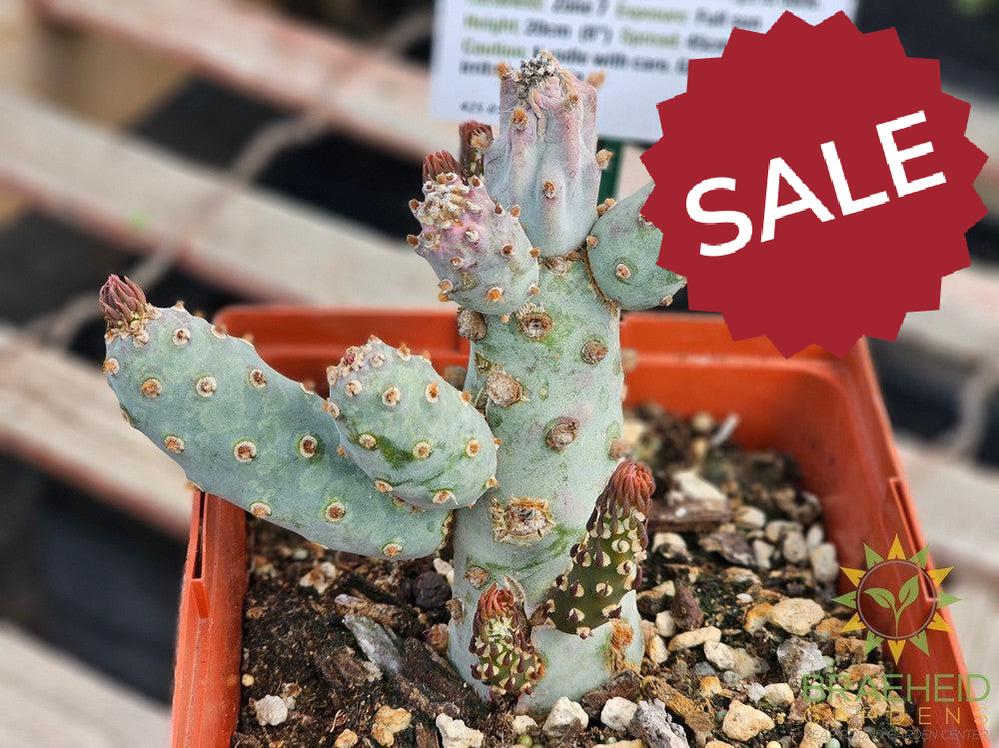 Blue Gumby Cactus - NO SHIP