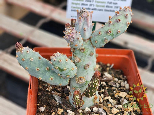 Blue Gumby Cactus - NO SHIP