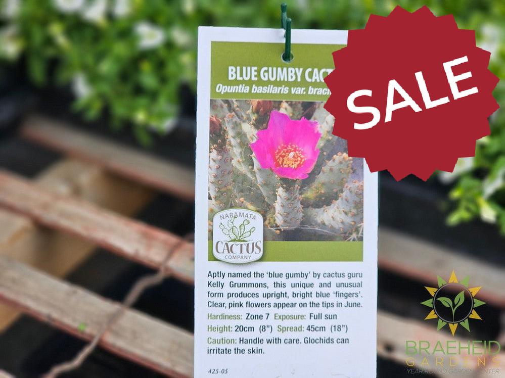 Blue Gumby Cactus - NO SHIP