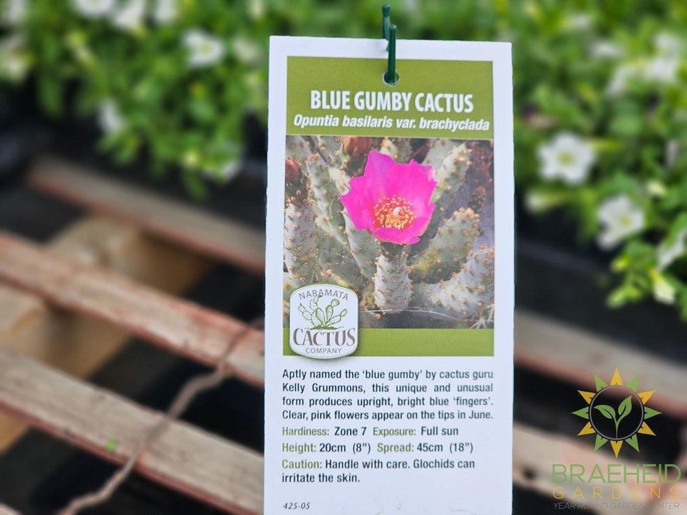 Blue Gumby Cactus - NO SHIP