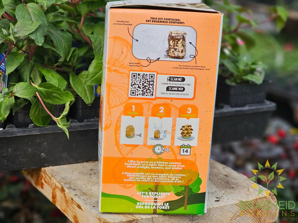 Shiitake Mushroom Kit