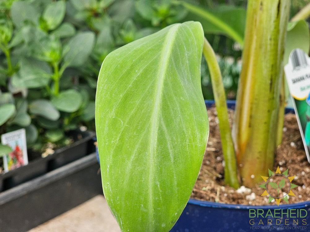 Banana Plant Blue Java