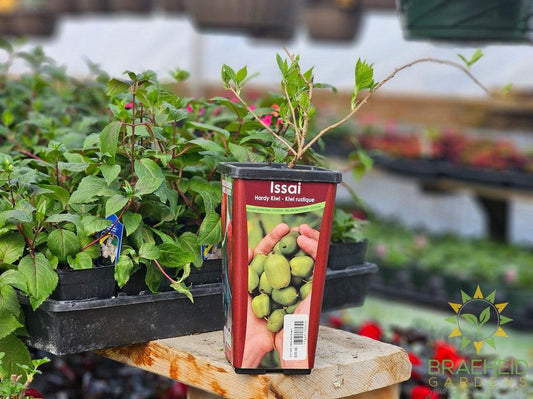 Kiwi Issai-Actinidia