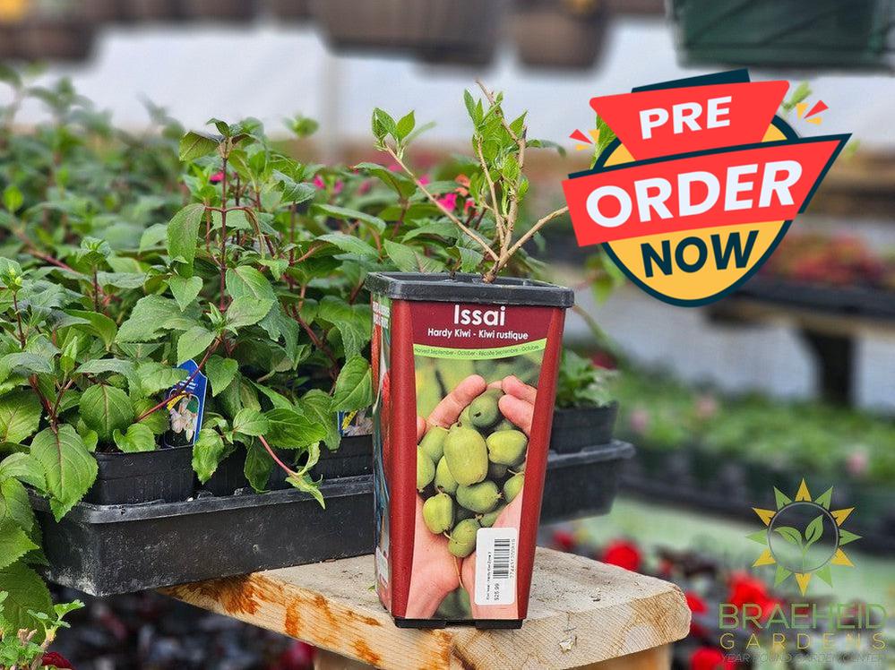 Kiwi Issai-Actinidia