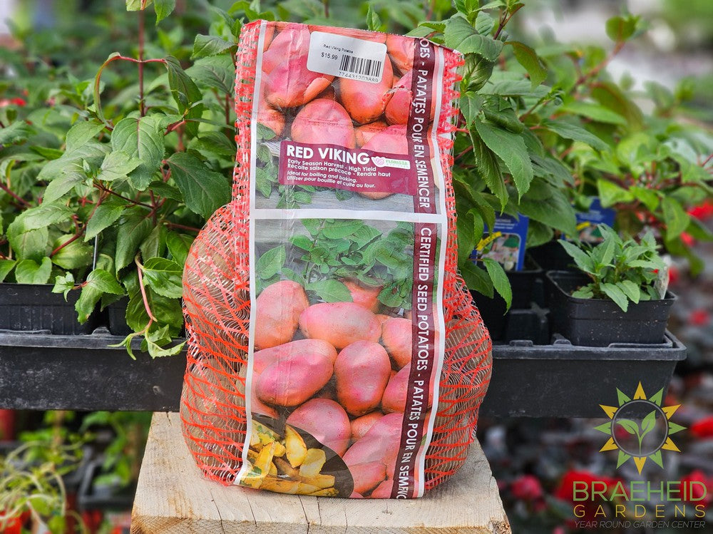 Red Viking Potatoes