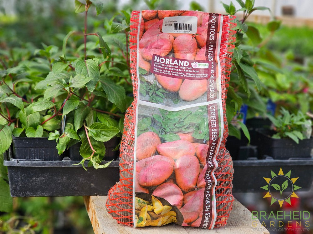 Norland Potatoes