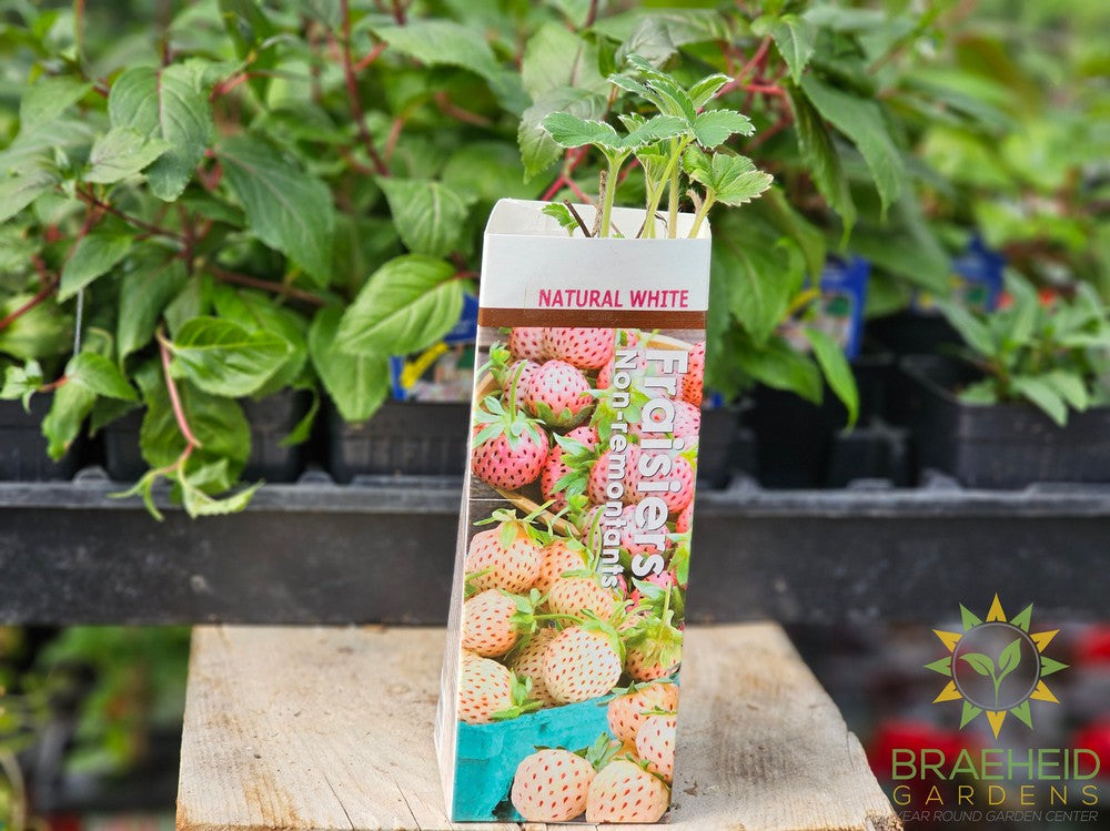 Buy Strawberries June Bearing - Natural White Bare Root an Perennial in Grande Prairie Alberta - Braeheid Gardens Ltd.
