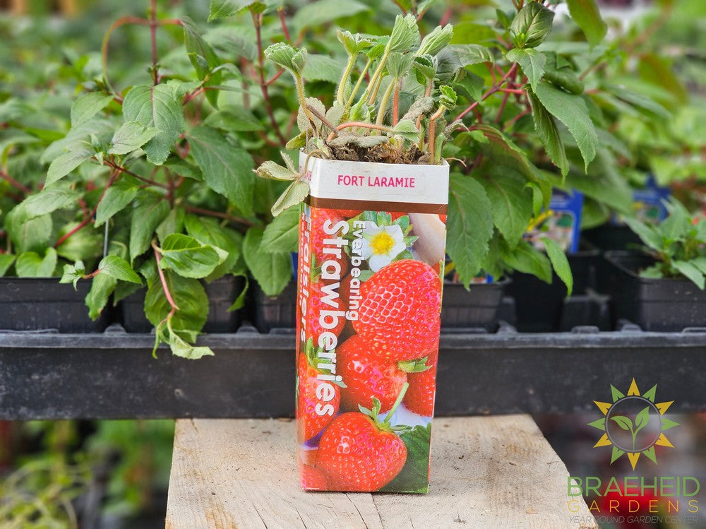 Buy Everbearing Strawberry-Fort Laramie Bare Root an Perennial in Grande Prairie Alberta - Braeheid Gardens Ltd.