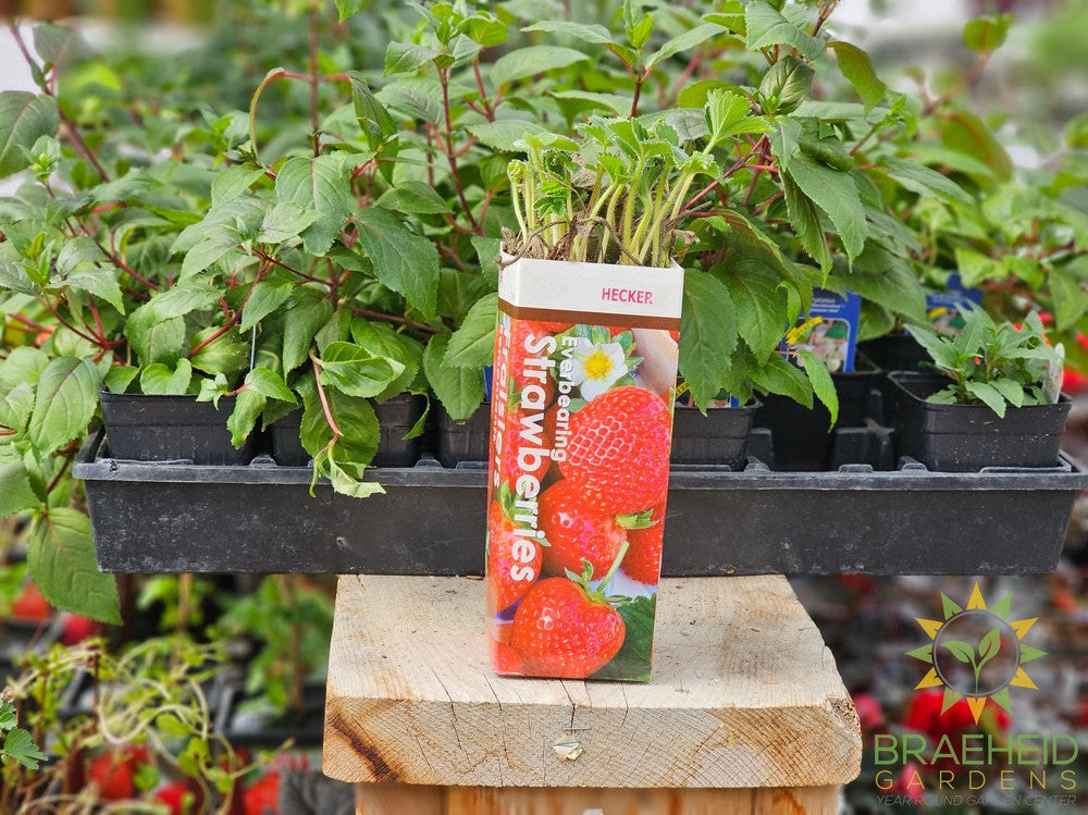Buy Everbearing Strawberry-Hecker Bare Root an Perennial in Grande Prairie Alberta - Braeheid Gardens Ltd.