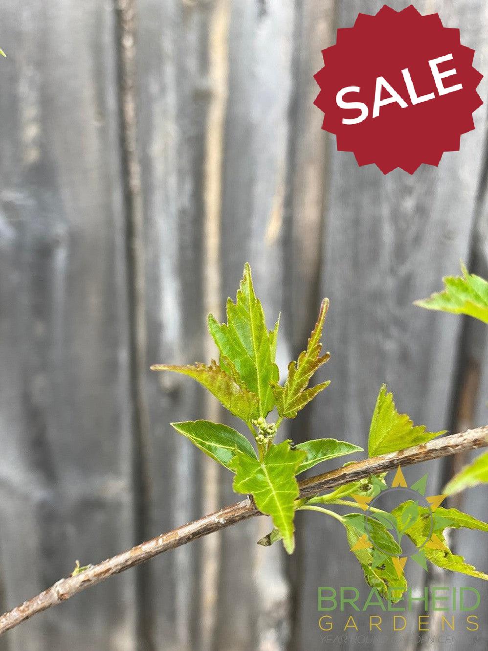 Amur Maple Tree- Tree for sale, Grown in Grande Prairie -Braeheid Gardens Ltd. on Emerson Trail