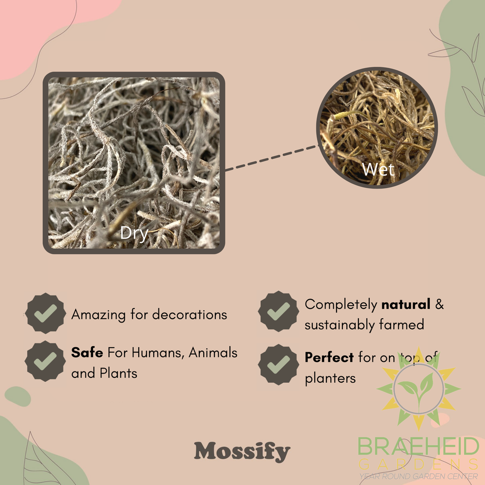 Premium Spanish Moss