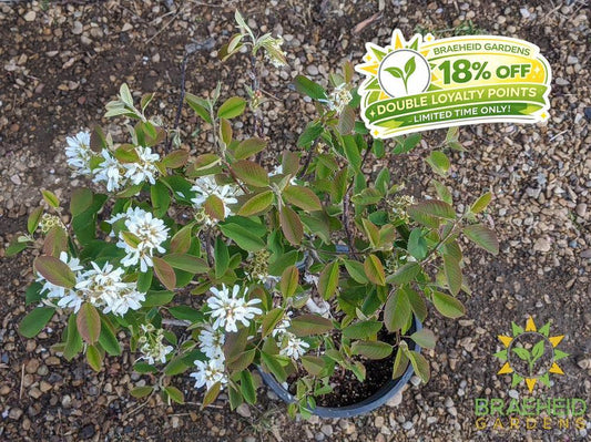 Buy Native Saskatoon an Edible Shrub in Grande Prairie Alberta - Braeheid Gardens Ltd.