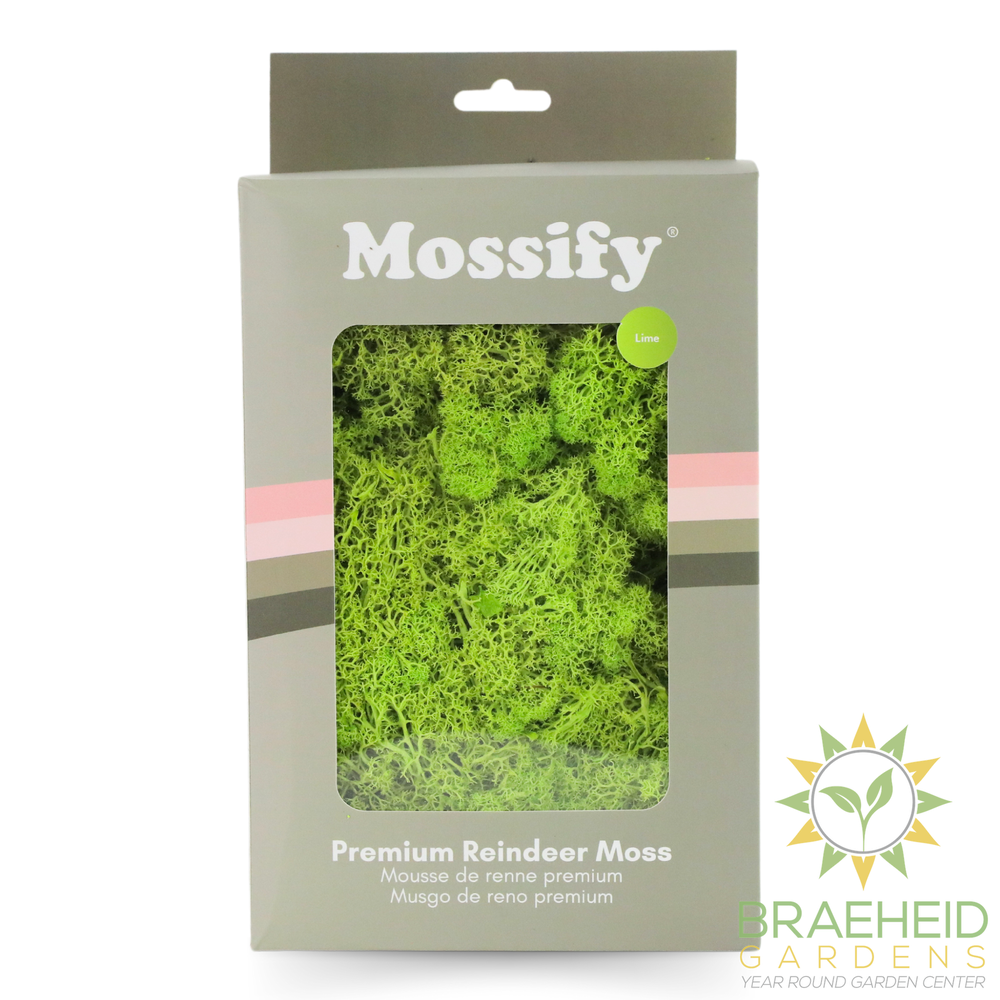 Premium Preserved Reindeer Moss