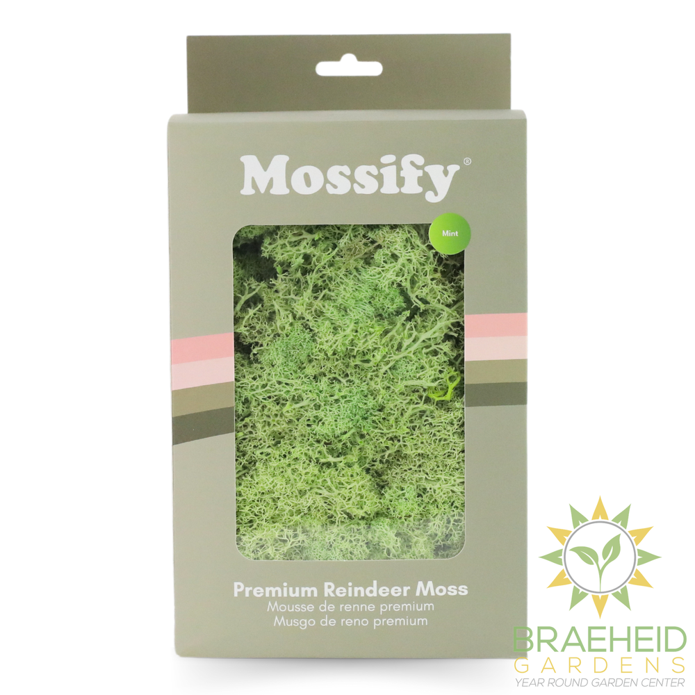 Premium Preserved Reindeer Moss