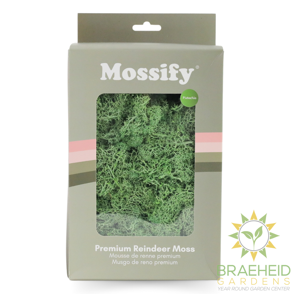 Premium Preserved Reindeer Moss